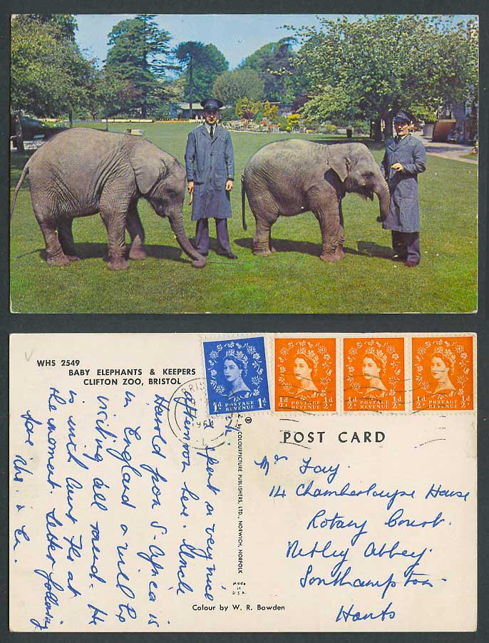 Elephant Baby Elephants and Keepers Clifton Zoo Bristol 1964 Old Colour Postcard