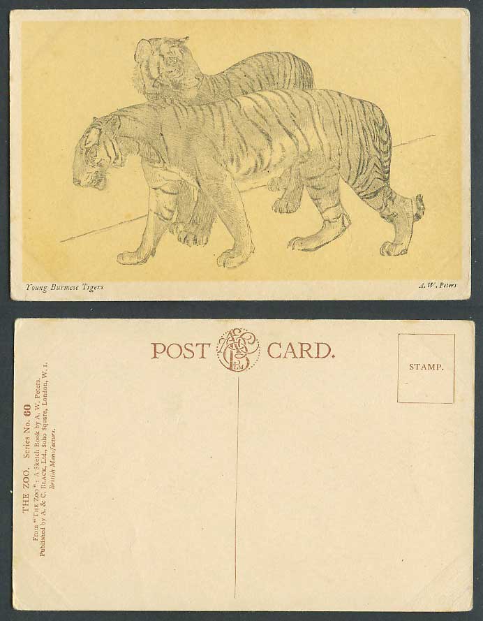 Young Burmese Tigers Burma Tiger by A.W. Peters The Zoo Sketch Book Old Postcard