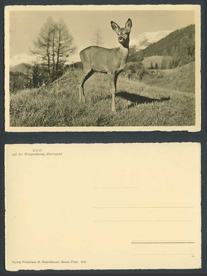 Roe Deer Reh auf der Morgenasung überrascht, Switzerland Old Real Photo Postcard