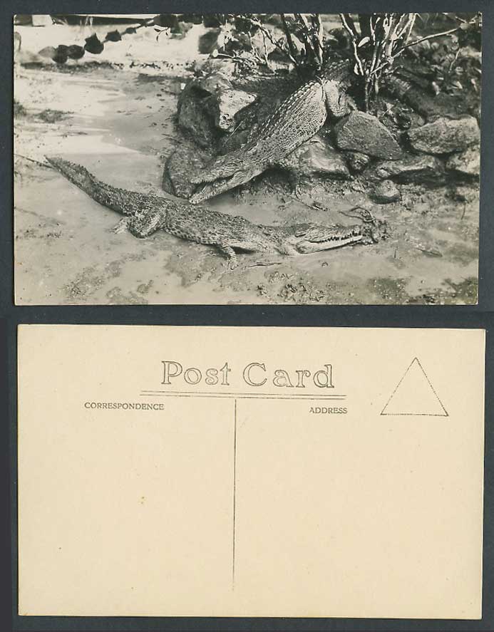 Malaya Malay Crocodile Crocodiles Alligator Alligators Old Real Photo Postcard