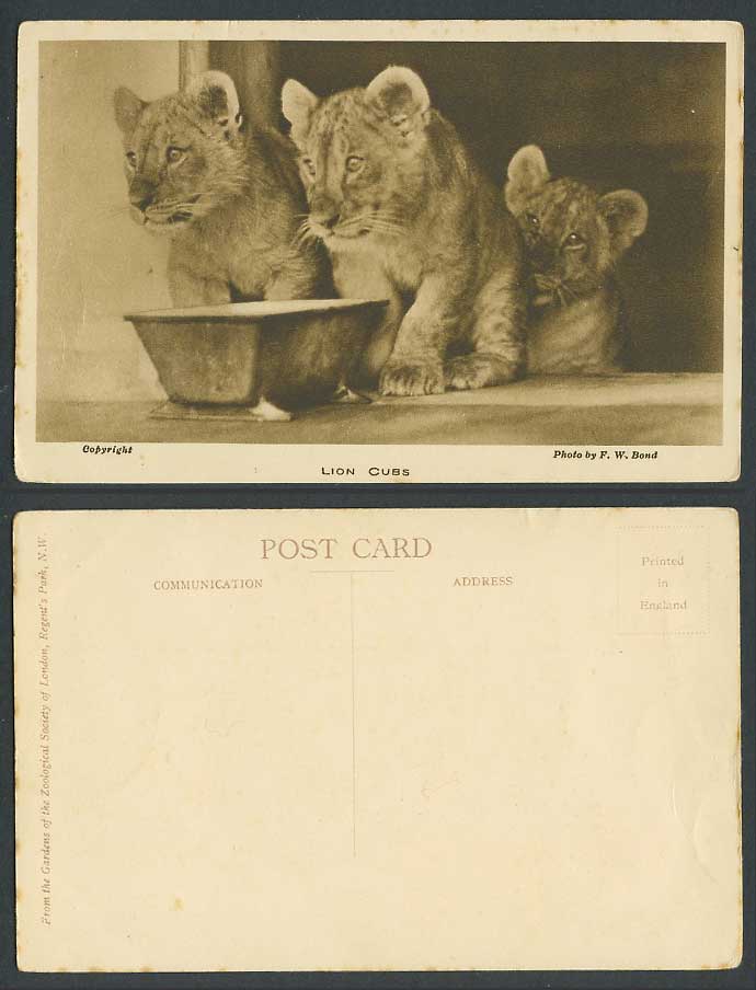 LION CUBS Lions London Zoo Animals Zoological Gdns Photo by FW Bond Old Postcard