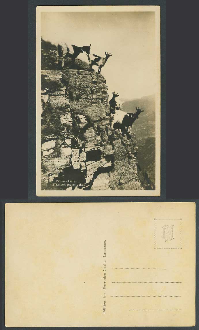 Mountain Goat Little Goats, Mountains of Valais, Animals Old Real Photo Postcard