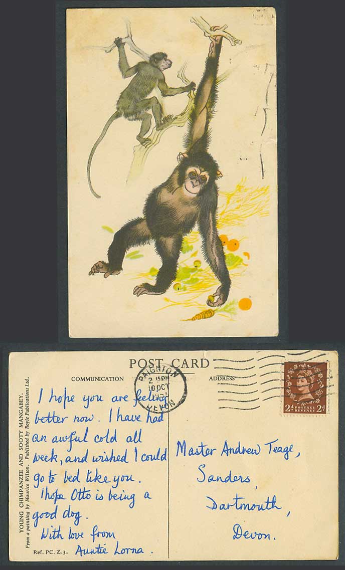 Young Chimpanzee & Sooty Mangabey Monkey Carrot Maurice Wilson 1955 Old Postcard