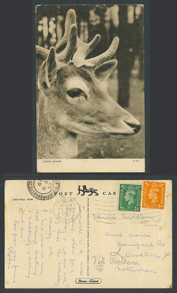 Young Antlers Head of a Stag Deer Animal 1953 Old Postcard Jarrold & Sons A116