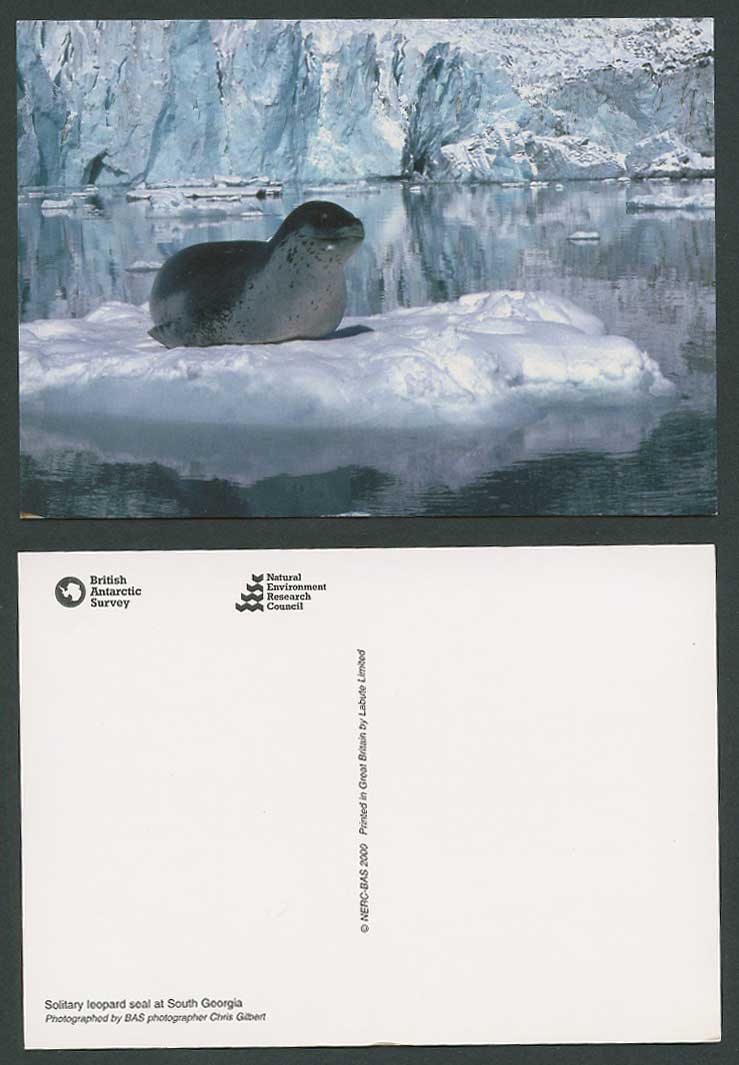 South Georgia Solitary Leopard Seal C. Gilbert British Antarctic Survey Postcard