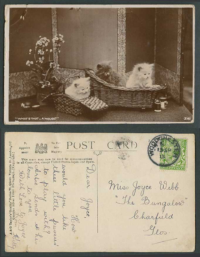 Cats Kittens Crib Basket What's That A Mouse 1915 Old Real Photo Postcard Screen