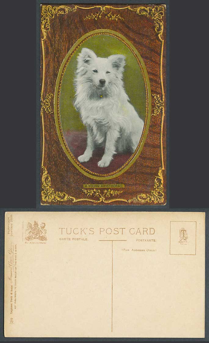 Dog Puppy A Young Aristocrat Tuck's Puppydom 5804 Framed Gem Glosso Old Postcard