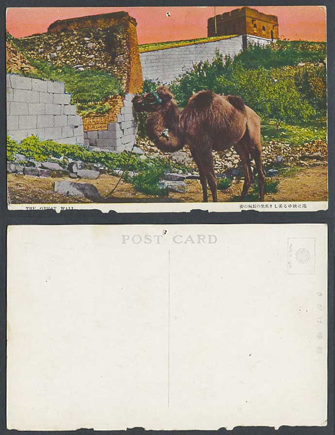 China Chinese Great Wall Mongolia Mongolian Camel Animal Old Color Postcard 萬里長城