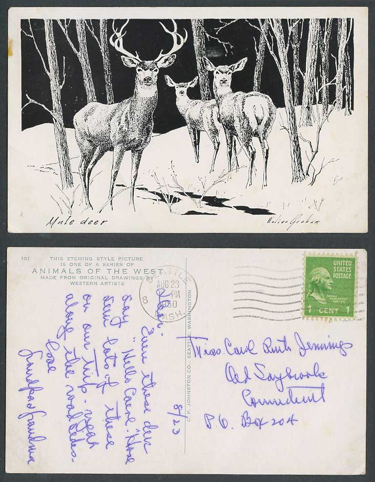 Mule Deer Stag Walter Graham Artist Signed 1950 Old Postcard Animals of West USA
