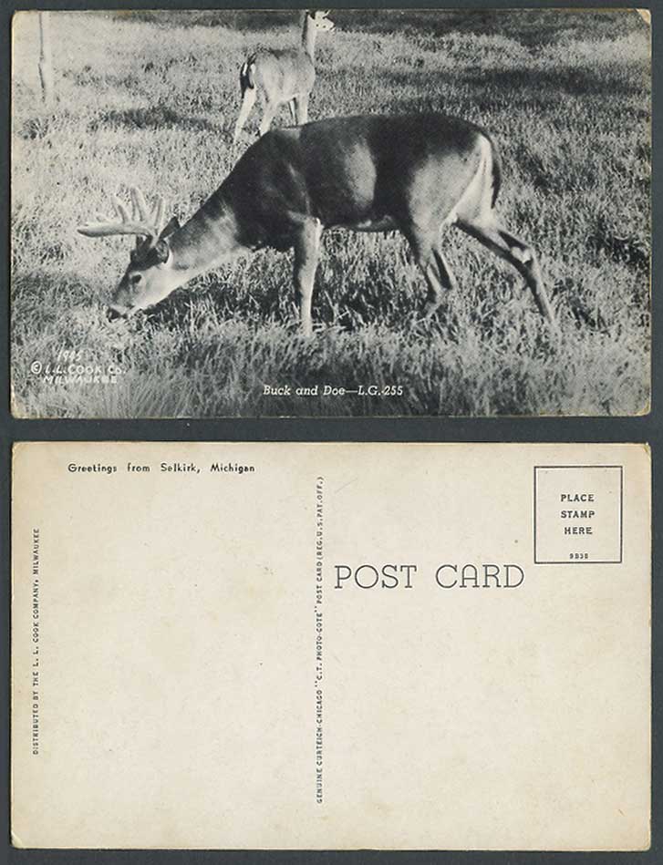 Buck and Doe Animals, Greetings from Selkirk Michigan Old Postcard L.L. Cook Co.