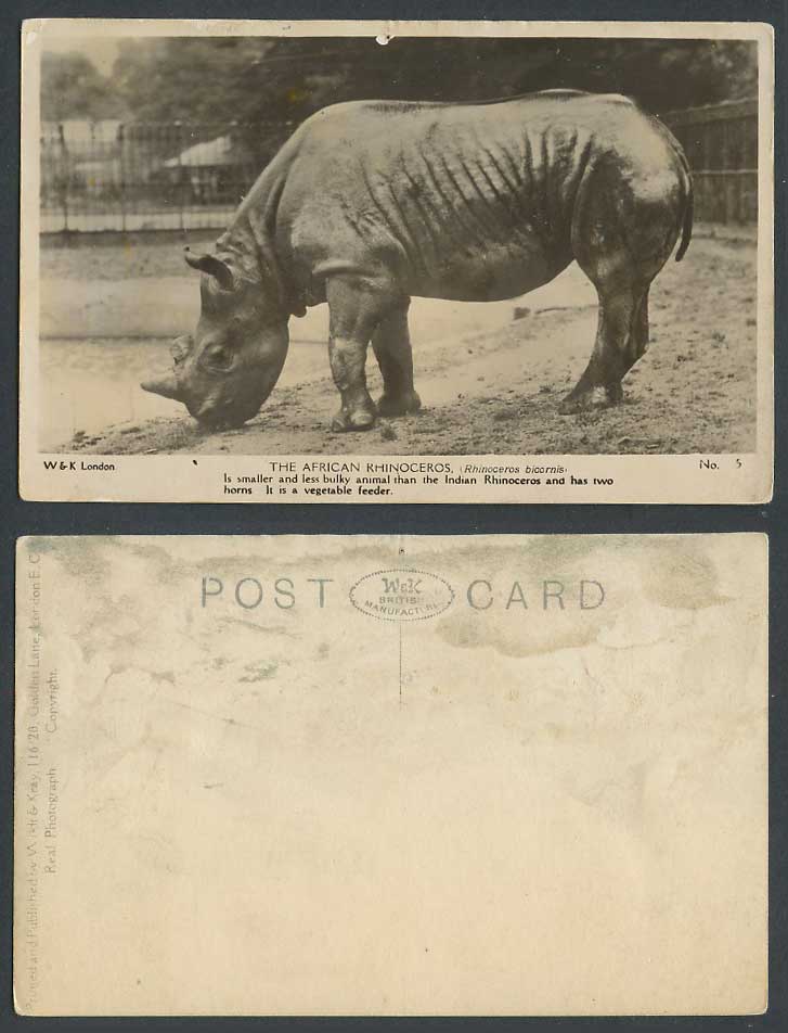 African Rhinoceros bicornis 2 horns Africa Rhino. Zoo Animal Old Photo Postcard