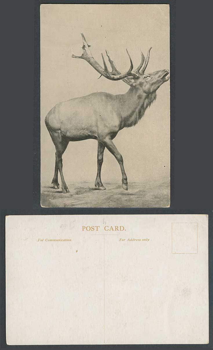 Stag Deer Animal Antlers Old Postcard