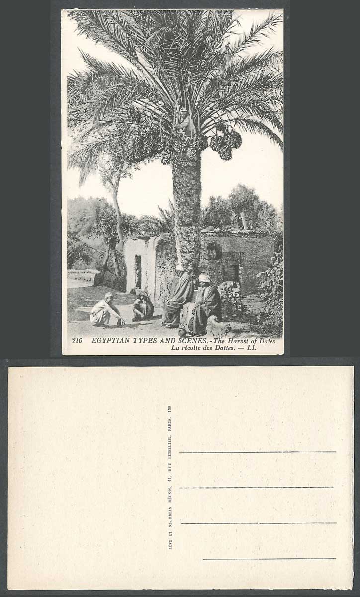 Egypt Old Postcard Harvest of Dates, Recotte des Dattes Date Palm Trees L.L. 216