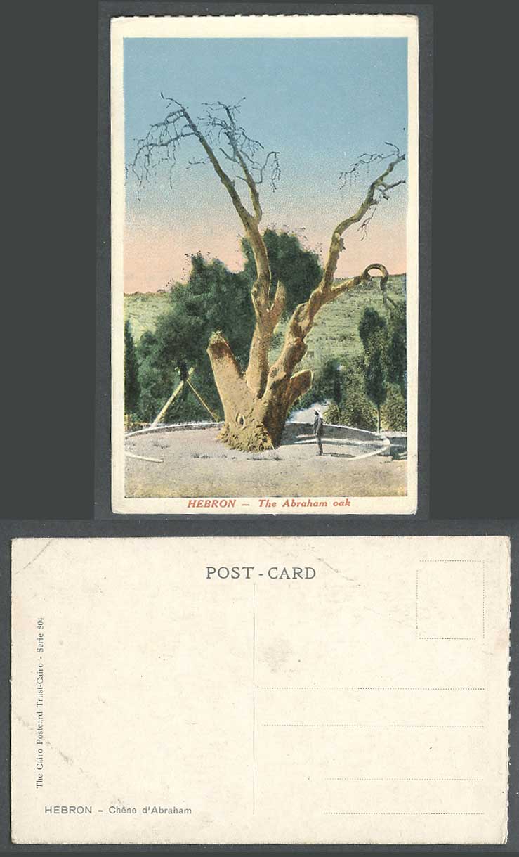 Palestine Old Colour Postcard Hebron Abraham Oak Chene d'Abraham Big Tree Israel