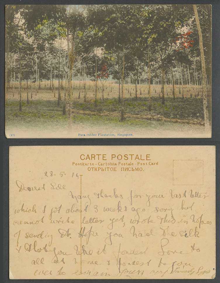 Singapore 1916 Old Hand Tinted Postcard Para Rubber Plantation Trees Malaya N.48