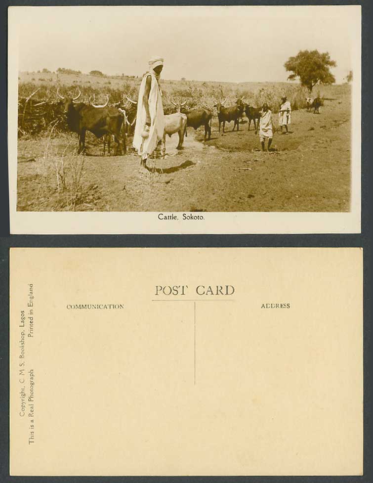 Nigeria Old Real Photo Postcard Cattle Sokoto, Animals Native Black Men Costumes