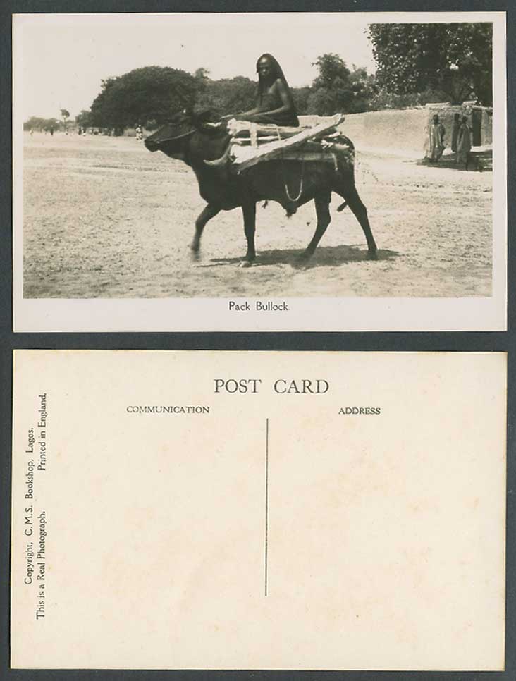 N. Nigeria Old Real Photo Postcard Pack Bullock A Native Black Man Riding Cattle