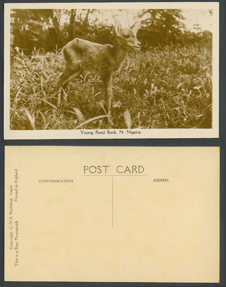 Young Reed Buck Cub Animal N. Nigeria Old Real Photo Postcard CMS Bookshop Lagos