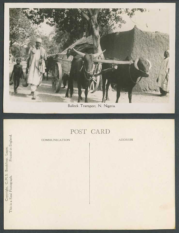 N. Nigeria Old Real Photo Postcard Bullock Transport Animals Native Men and Boys