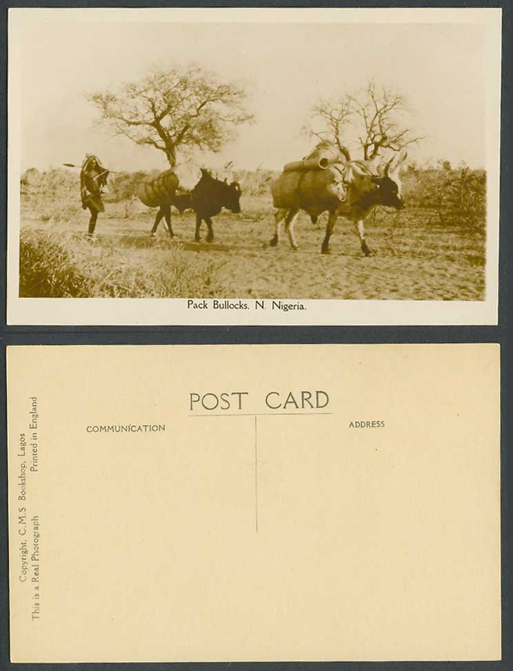 N. Nigeria Old Real Photo Postcard Pack Bullocks Bullock Bulls Ox Cattle Animals