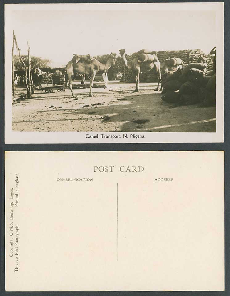 N. Nigeria Old Real Photo Postcard Camel Transport Camels Animals Cart and Sacks