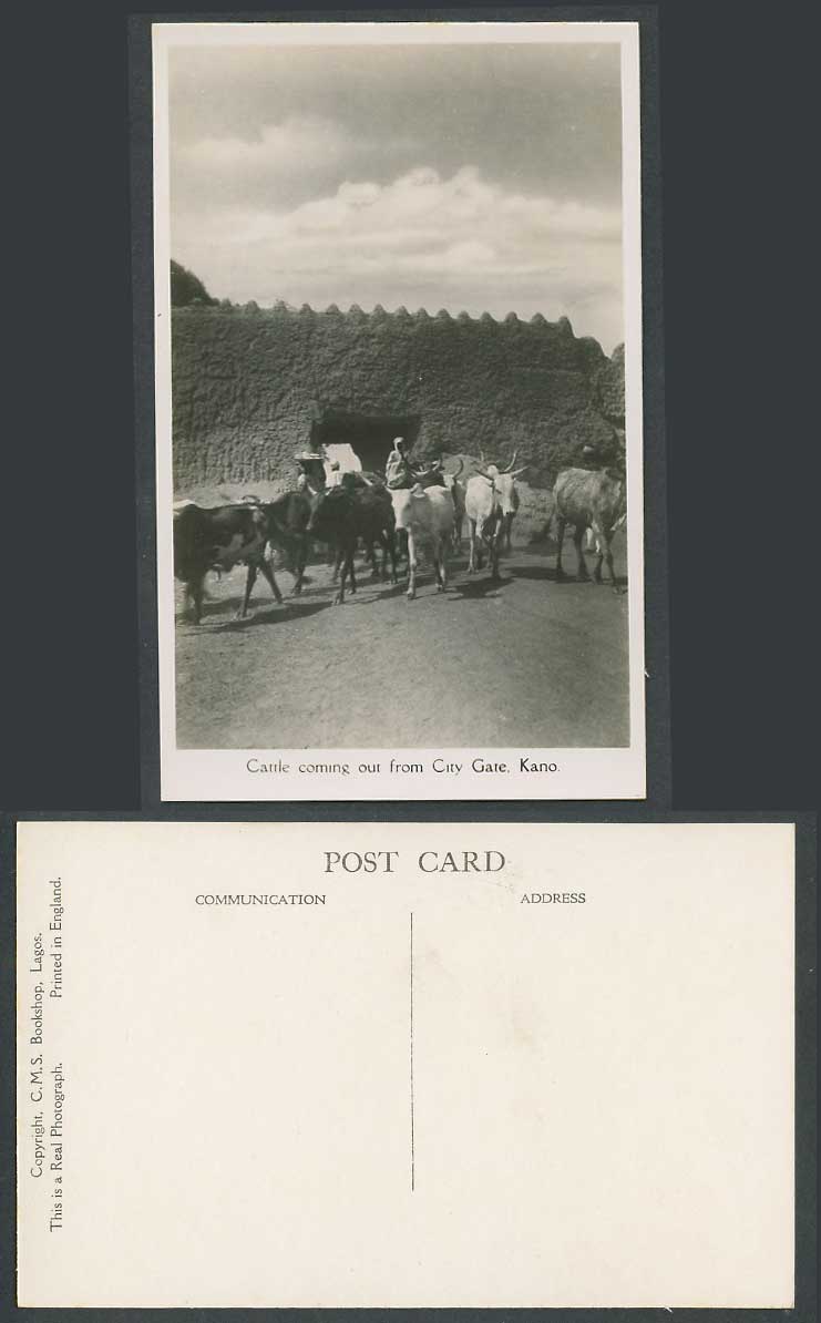 Nigeria Old Real Photo Postcard Cattle Coming Out from City Gate Kano Men Street