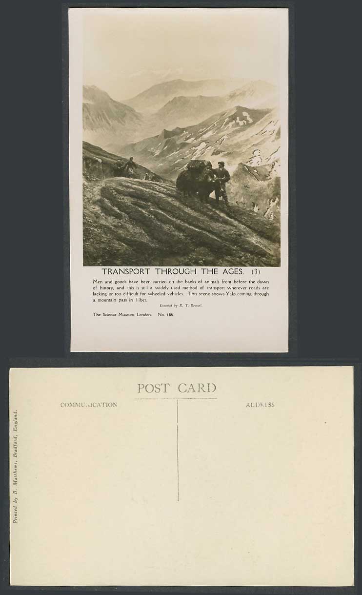 TIBET China, R.T. Roussel Old Postcard Tibetan Yaks Coming Through Mountain Pass
