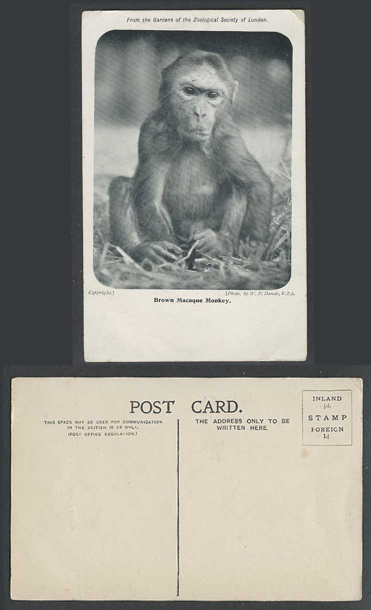 Brown Rhesus Macaque Monkey London Zoo Animal, Photo W.P. Dando FZS Old Postcard