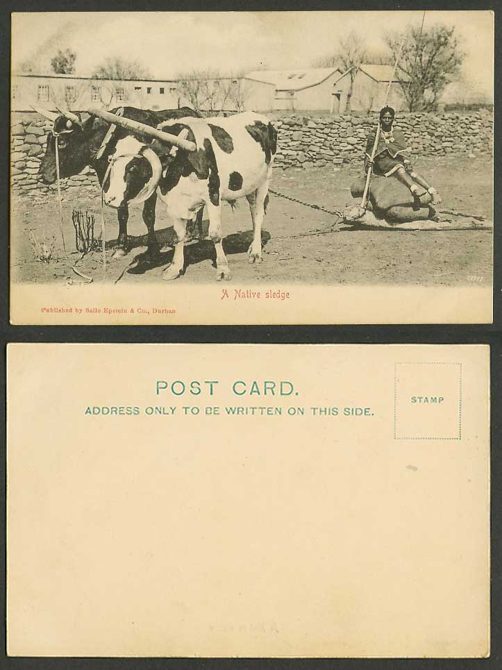 South Africa Durban, A Native Sledge, Cattle Cow Carry Native Woman Old Postcard