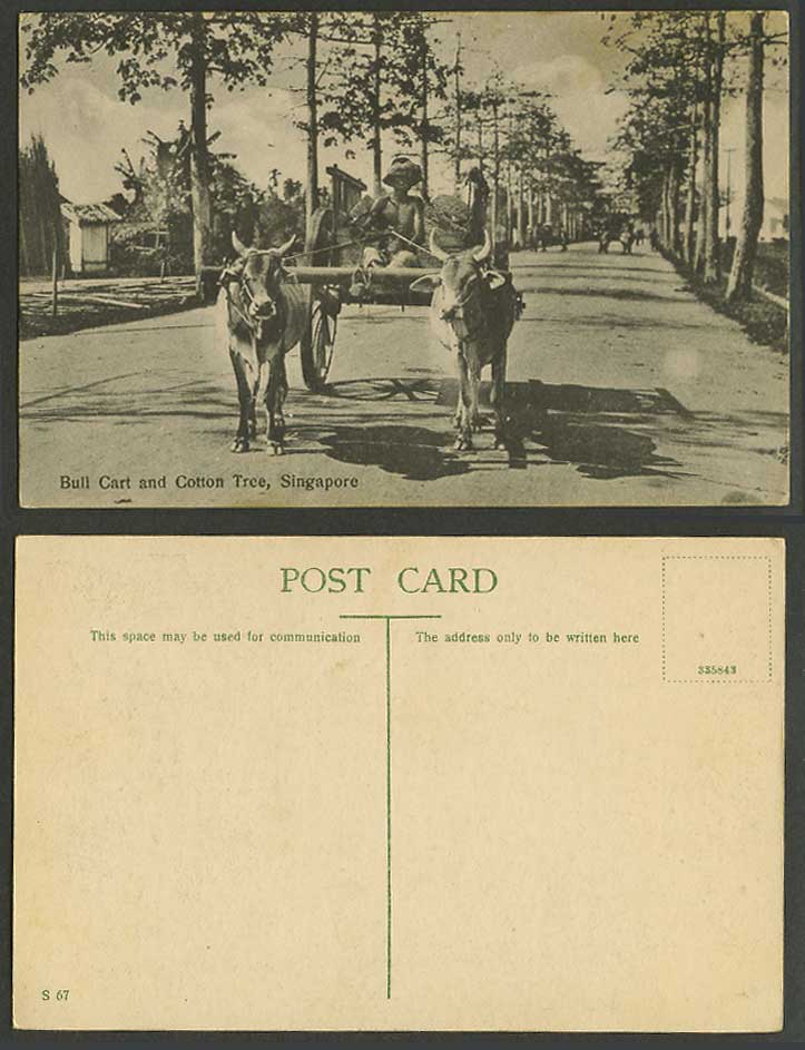 Singaporee Old Postcard Bull Cart Native Driver and Cotton Tree Street Scene S67