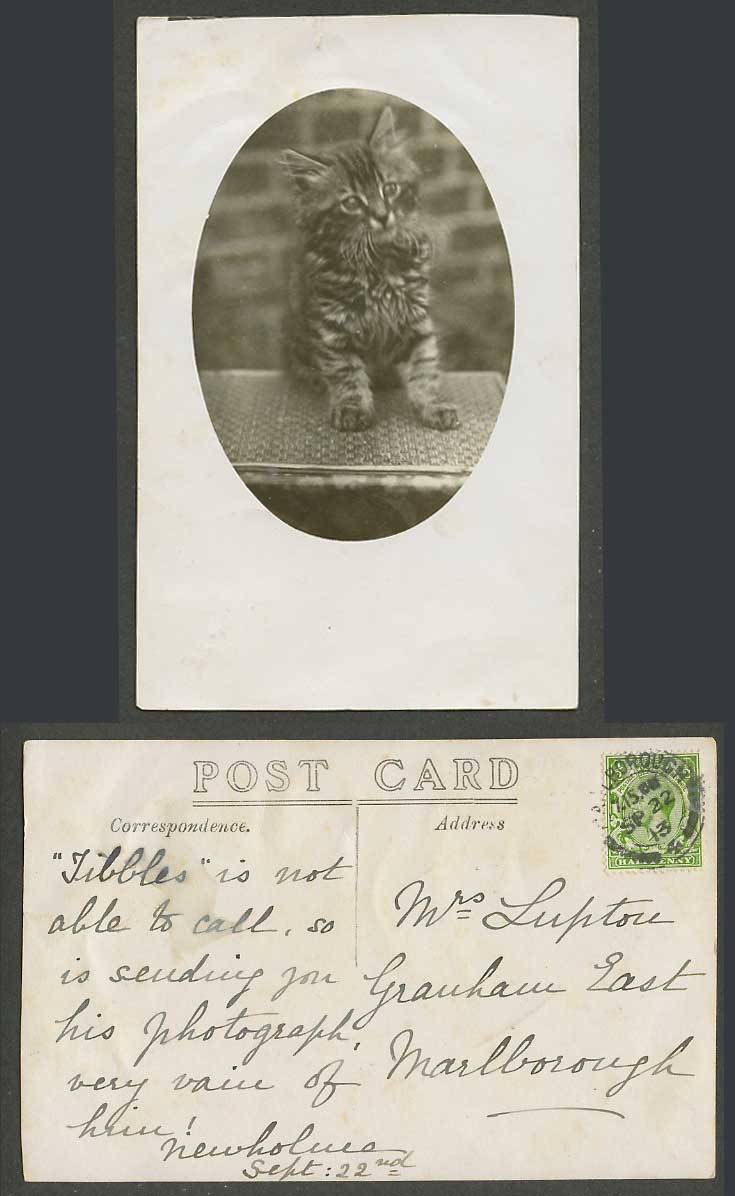 Little Kitten Cat Pet Animal GB KG5 1/2d 1913 Old Real Photo Photograph Postcard