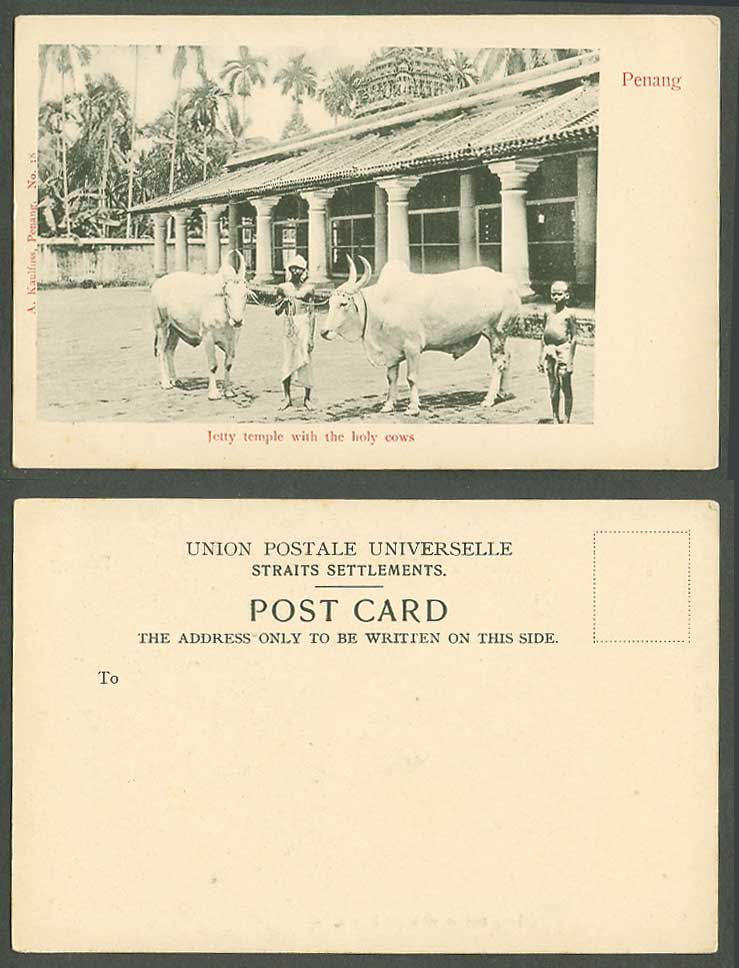 Penang Old UB Postcard Jetty Temple with The Holy Cows Cow Native Man and Boy 18