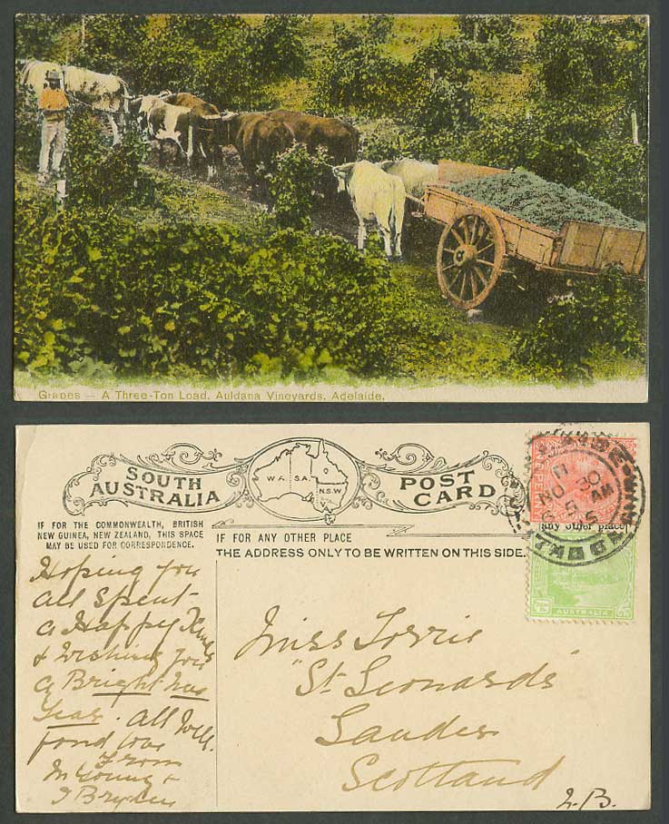 Australia 1905 Postcard Adelaide Auldana Vineyards Grapes 3-Ton Load Cattle Cart