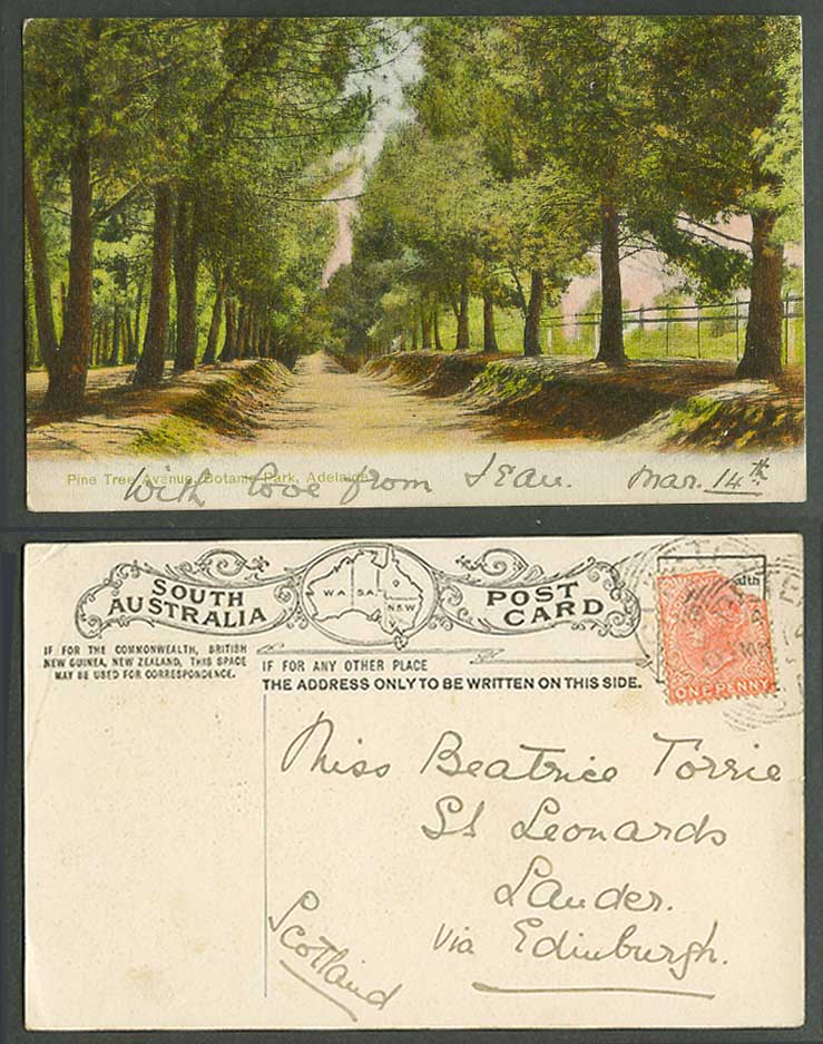 Australia QV 1d 1905 Old Postcard Adelaide Botanic Park, Pine Tree Avenue, Trees