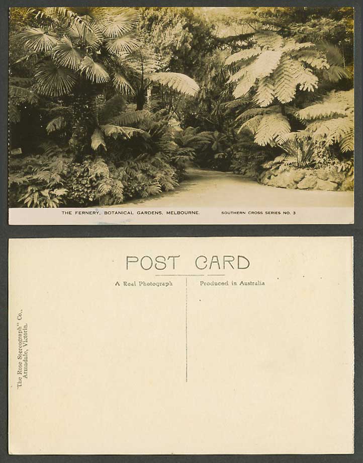 Australia Old Real Photo Postcard Fernery Botanical Gardens Melbourne Fern Trees