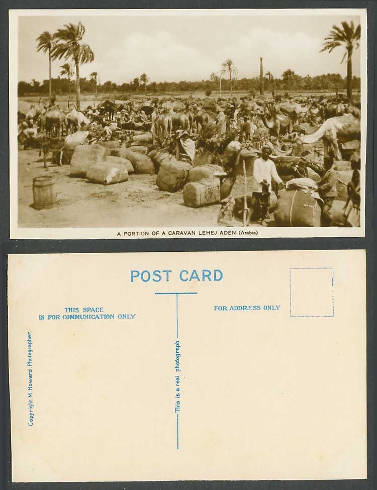 Aden Old Real Photo Postcard A portion of a Caravan Lehej (Arabia) Camel Camels