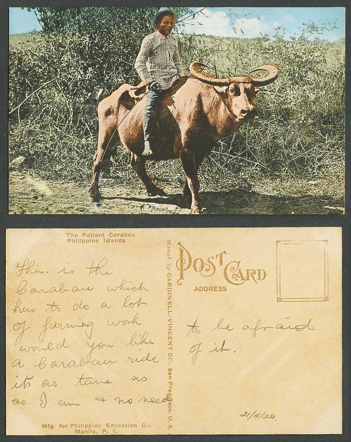 Philippines 1924 Old Postcard The Patient Carabau Cattle Water Buffalo Rider Man