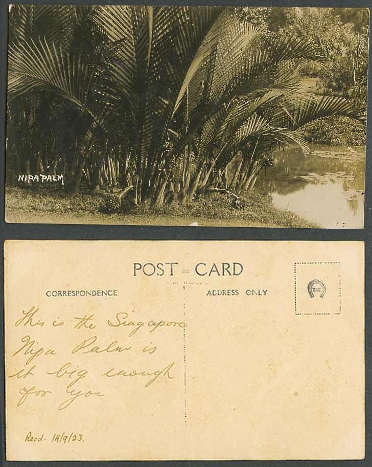 Singapore 1923 Old Real Photo Postcard Nipa Palm Trees Nypa Fruticans Lake River