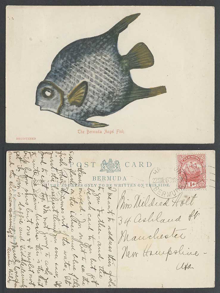 The Bermuda Angel Fish Angelfish 1d. 1919 Old Colour Postcard Hamilton Postmark