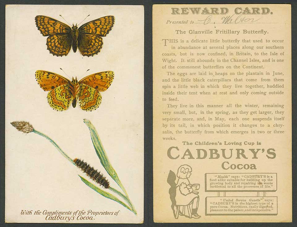 Glanville Fritillary Butterfly Caterpillar, Cadbury's Cocoa Old Reward Card Ads.