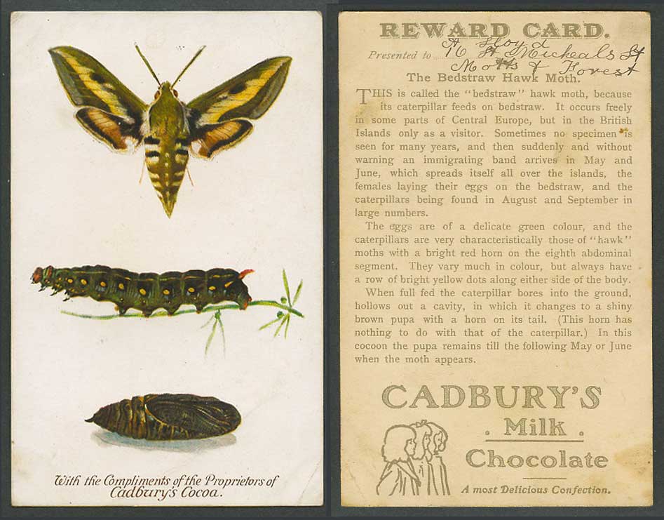 Bedstraw Hawk Moth, Caterpillar, Cocoon Cadbury's Milk Chocolate Old Reward Card
