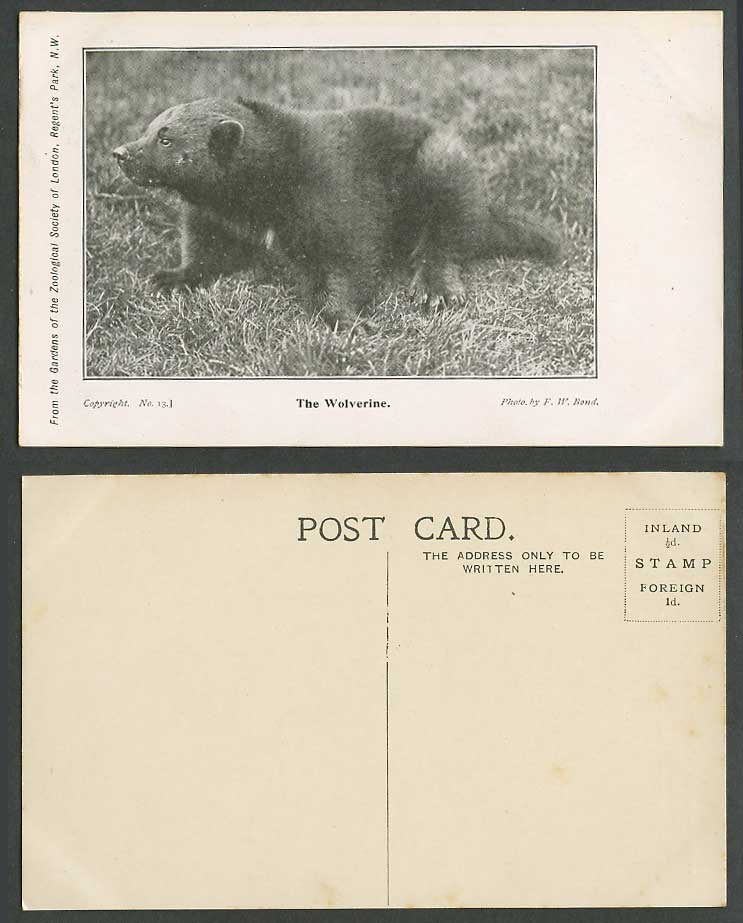 Wolverine, Gulo Gulo Zoo Animal F.W. Bond Zoological Gardens London Old Postcard