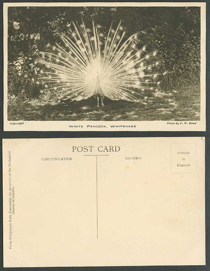 White Peacock Bird Feather Display Whipsnade Zoo Photo by F.W. Bond Old Postcard