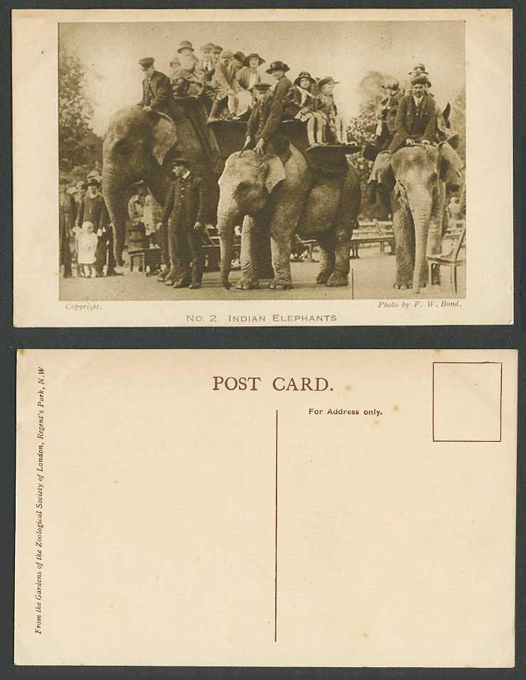 Indian Elephants Elephant Riders London Zoo Animals Photo F.W. Bond Old Postcard