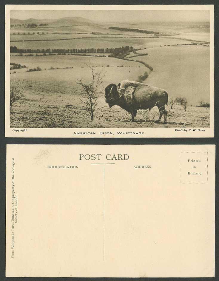 American Bison Whipsnade Park Zoo Animals Old Postcard Panorama Photo by FW Bond