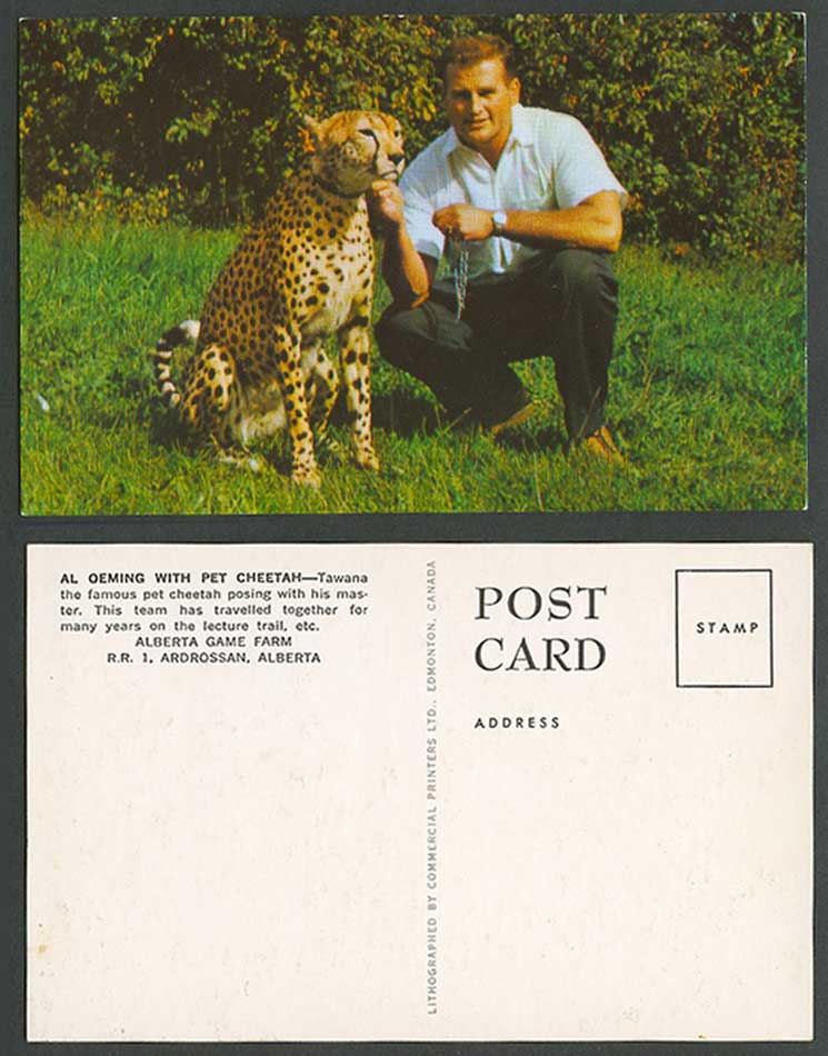 Al Oeming with Pet Cheetah Tawana & Master Alberta Game Farm Canada Old Postcard