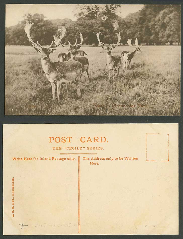 Stags Deer in Cirencester Park Animals Gloucestershire Old Postcard W.D.M. & Co.