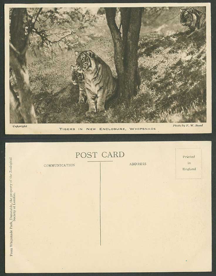 Tiger Tigers in New Enclosure Whipsnade Zoo Animals Photo F.W. Bond Old Postcard