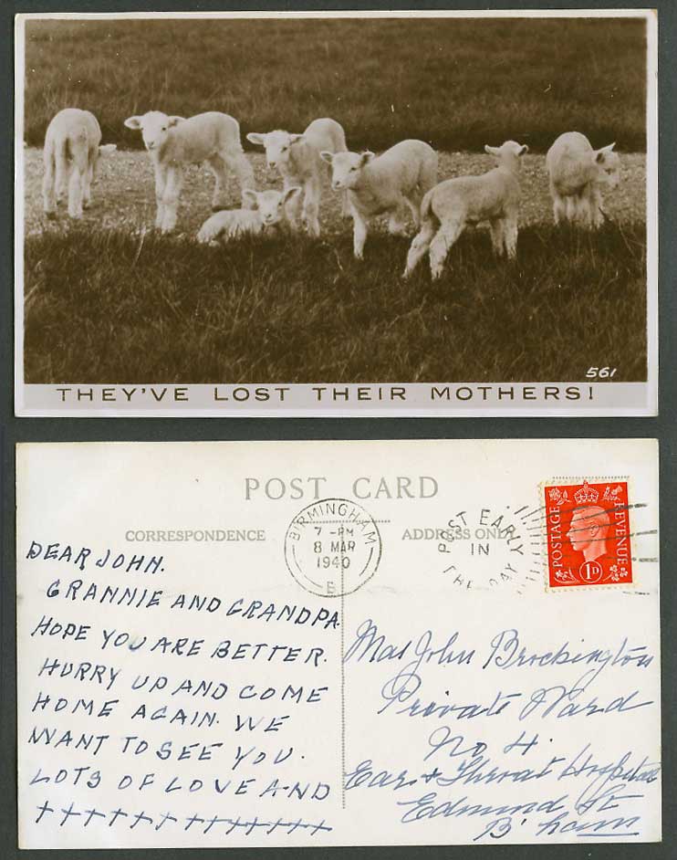 Lamb Lambs Sheep Animals They've Lost Their Mothers 1940 Old Real Photo Postcard