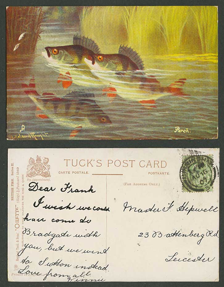 Perch A. Roland Knight Artist Signed 1907 Old Postcard Tuck Oilette British Fish